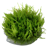 003B TC 淚眼莫絲 Vesicularia ferriei 'Weeping'